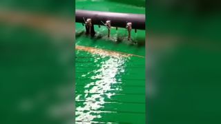 Gold Gemini Shaking Table3