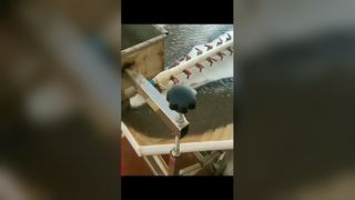 Gold Gemini Shaking Table5